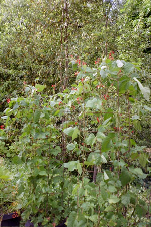 Garden first scarlett flowers 05