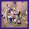 corn pollen husks